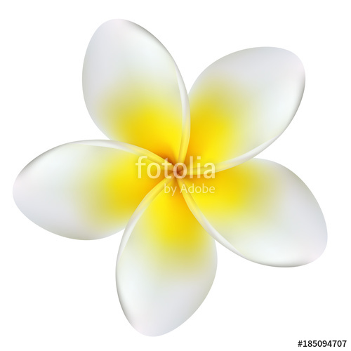 500x500 Plumeria. Tropical Flower. Frangipani. Exotic Plant. Yellow