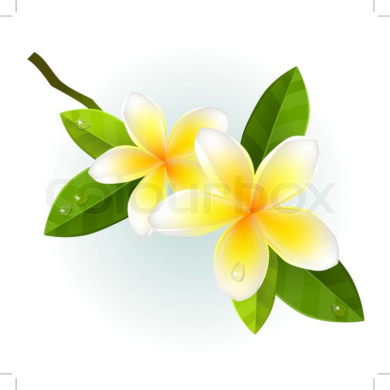 800x800 Realistic Branch Of Frangipani (Plumeria). Vector Stock Vector