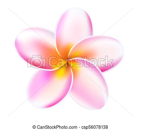 450x416 Vector 3d Plumeria Frangipani Tropical Flower. Plumeria Tropical