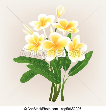 450x470 White Plumeria Flower (Frangiapani), Vector Illustration.