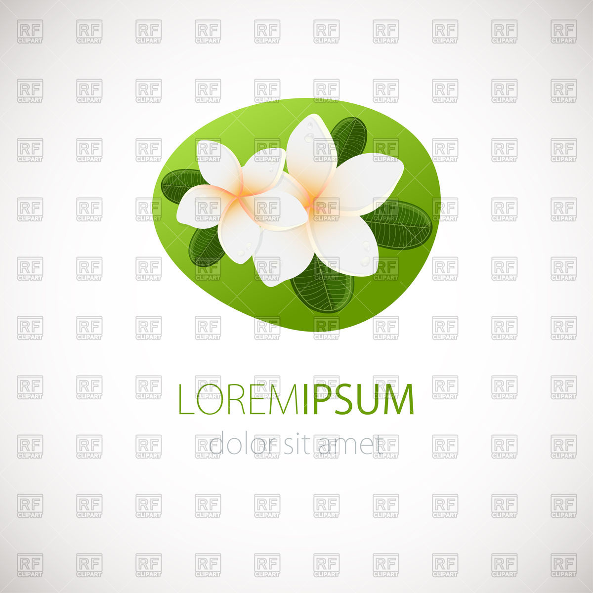 1200x1200 White Plumeria Flowers Design Vector Image Vector Artwork Of