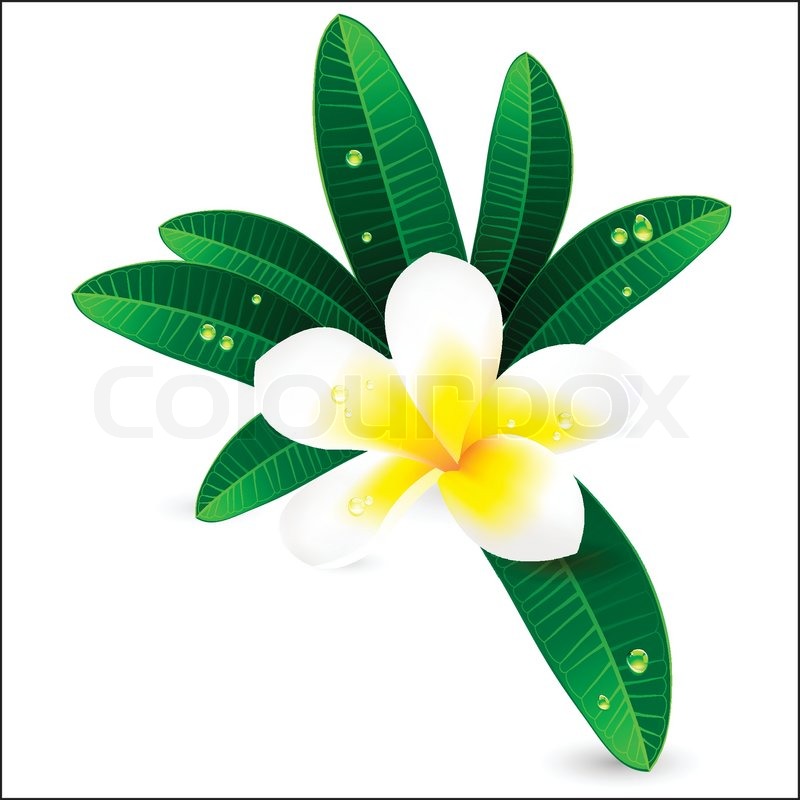 800x800 White Plumeria Or Frangiapani With Leaves Illustration Stock