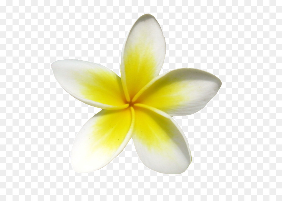 900x640 Frangipani Euclidean Vector Icon