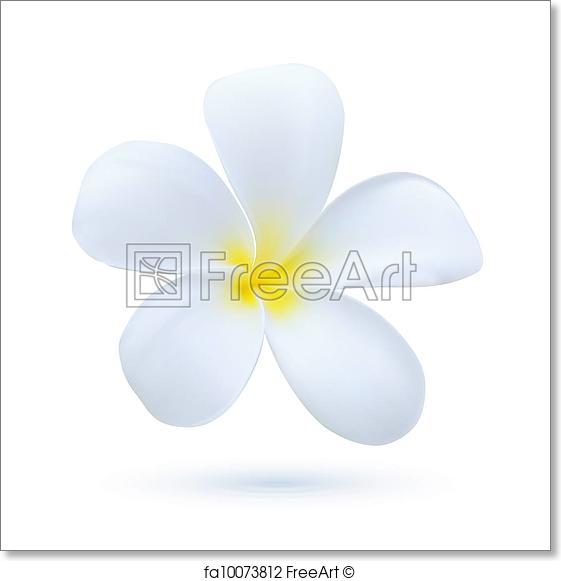561x581 Free Art Print Of Hawaii Flower Frangipani, White Tropical