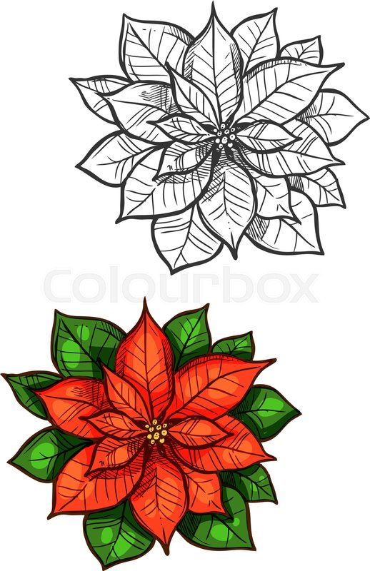 518x800 Christmas Star Flower Vector Sketch. Traditional New Year