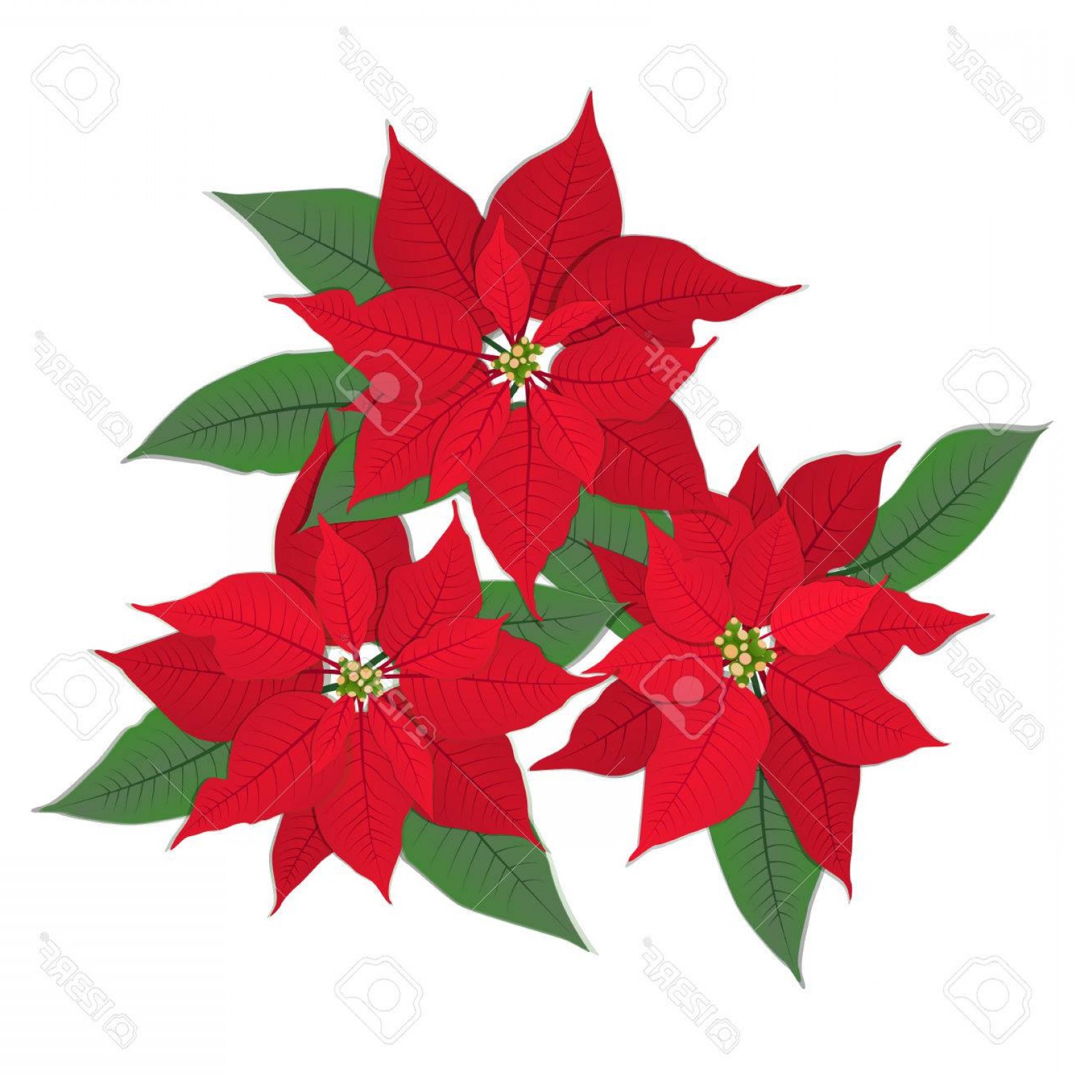1560x1560 Photostock Vector Red Christmas Flower Poinsettia Isolated On