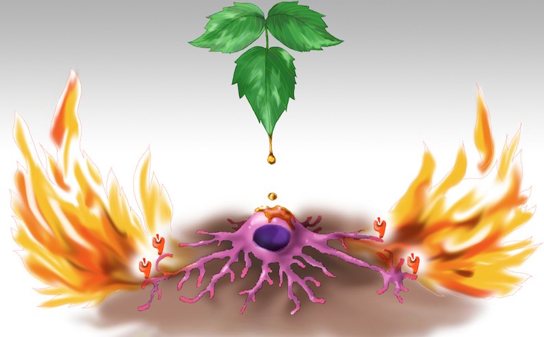 794x492 Poison Ivy, Psoriasis, Eczema