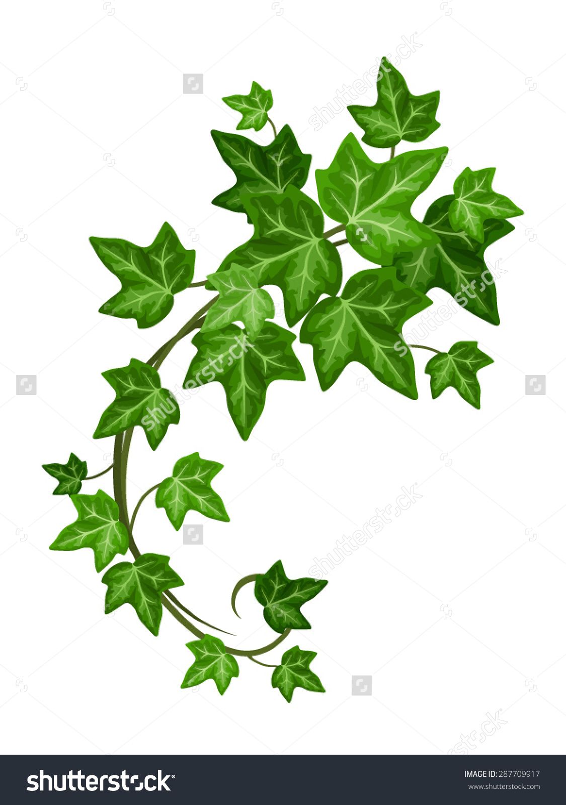 1125x1600 Vector Green Ivy Branch Isolated On A White Background. Painting