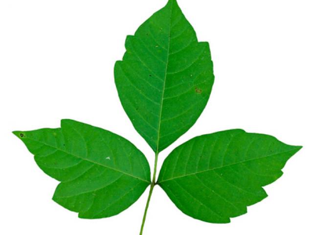 640x480 Vines Clipart Poison Oak ~ Frames ~ Illustrations ~ Hd Images