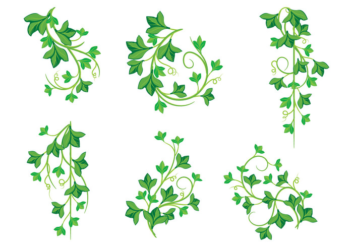 700x490 Free Vector Illustrations Of Poison Ivy Plants