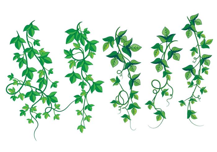 700x490 Illustration Of Wild Growing Poison Ivy
