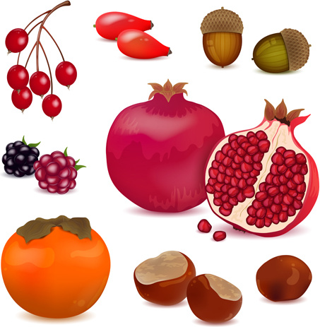 453x463 Berries With Pomegranate Vector Design Free Vector In Encapsulated