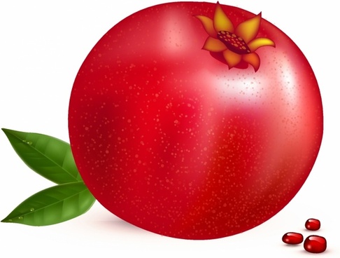 486x368 Pomegranate Vector Free Download Free Vector Download (69 Free