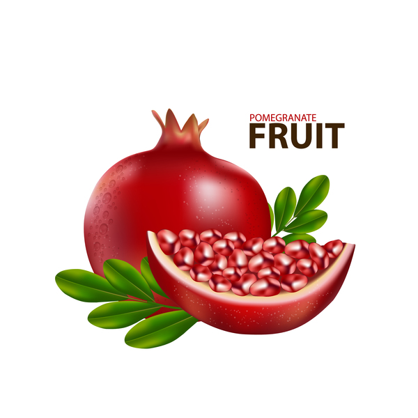 600x600 Realistic Pomegranate Fruit Illustration Vector 02 Free Download