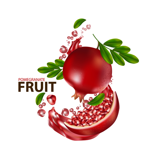 600x600 Realistic Pomegranate Fruit Illustration Vector 06 Free Download
