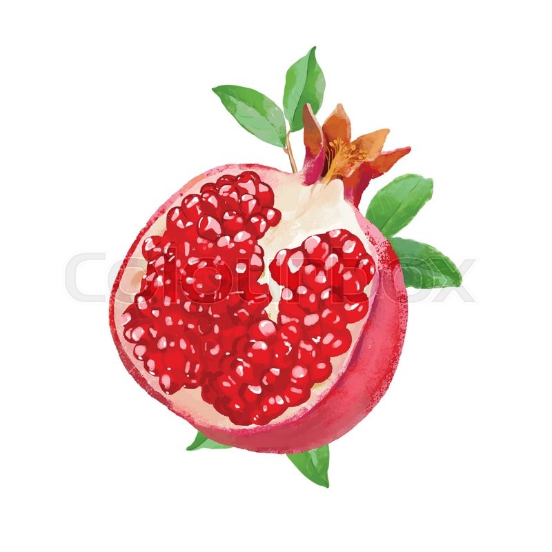 800x800 Tasty Watercolor Pomegranate Vector Illustration With Leaves