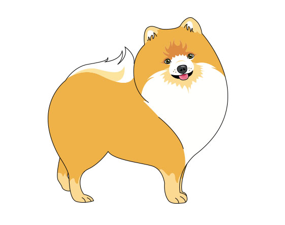 561x443 Pomeranian Orange By Geloalfaro