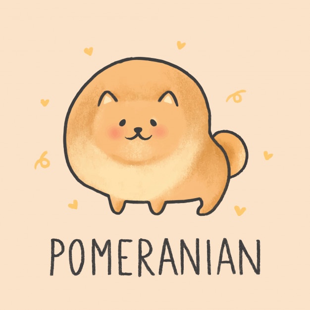 626x626 Pomeranian Vectors, Photos And Psd Files Free Download