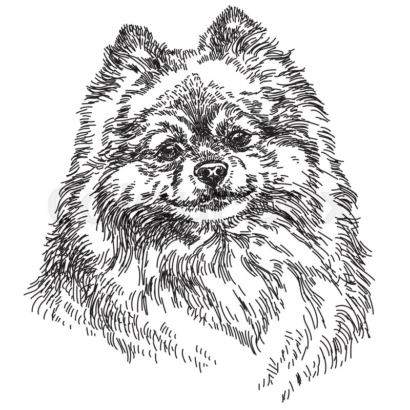 800x800 Small Pomeranian Vector Hand Drawing Illustration In Black And