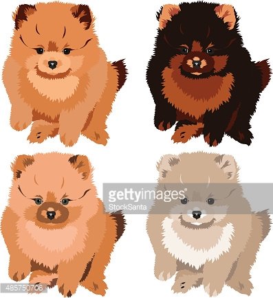 397x434 Vector Illustration Pomeranian Spitz Puppy Stock Vectors