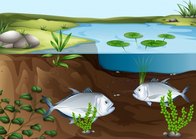 626x444 Pond Vectors, Photos And Psd Files Free Download