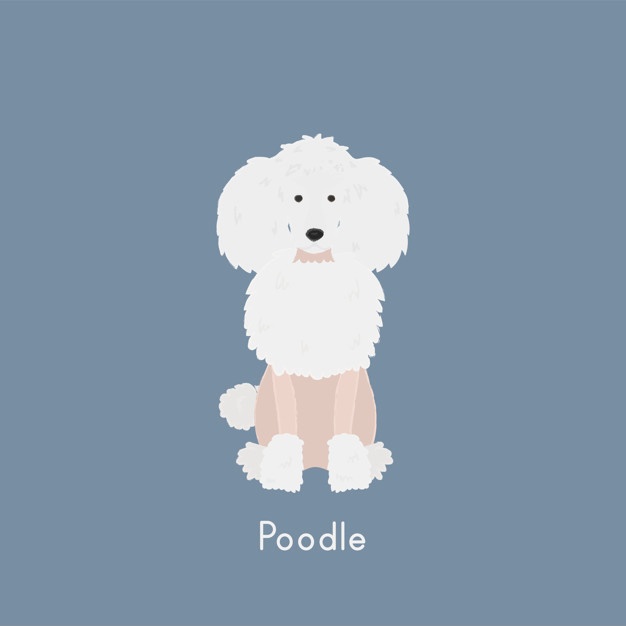 626x626 Poodle Vectors, Photos And Psd Files Free Download