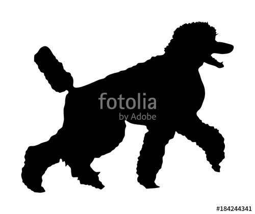 500x420 Portrait Of Royal Poodle Vector Silhouette Illustration Isolated