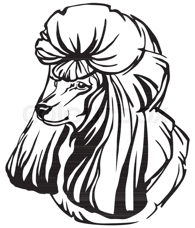 686x800 Decorative Portrait In Profile Of Dog Poodle, Vector Isolated