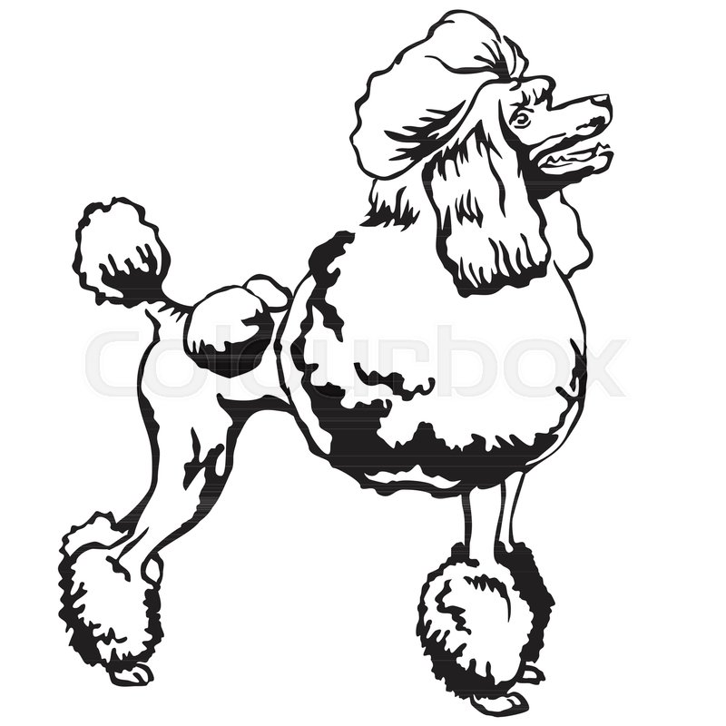 800x800 Decorative Portrait Of Standing In Profile Poodle, Vector Isolated