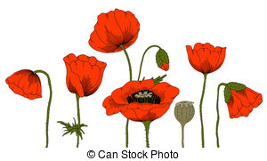 300x181 Drawn Poppy Vector