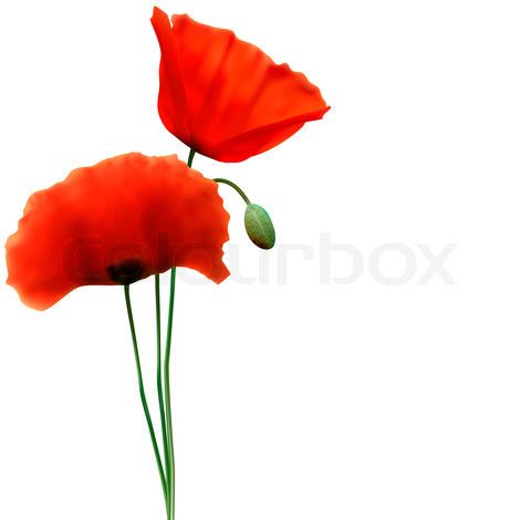 480x470 Image Of Spring Background With Red Poppy Vector Spring