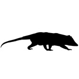 160x160 Possum Silhouette Vector Graphics Stock Image And Royalty Free