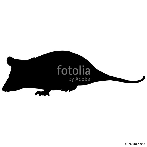 500x500 Possum Silhouette Vector Graphics Stock Image And Royalty Free