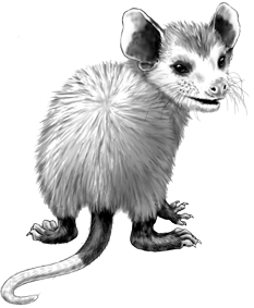 233x283 Possum Clipart Cute