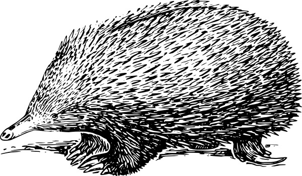600x350 Possum Vector Free Vector Download (1 Free Vector) For Commercial