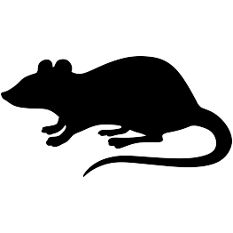 263x262 Rat Vector