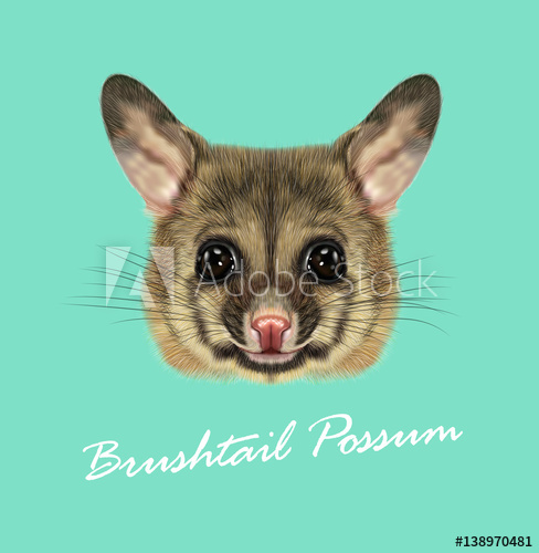 488x500 Vector Illustrated Portrait Of Common Brushtail Possum