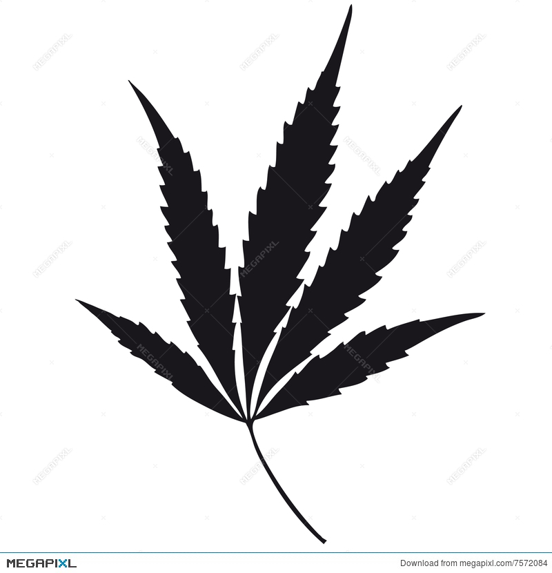 800x830 Marijuana Leaf (Vector) Illustration 7572084