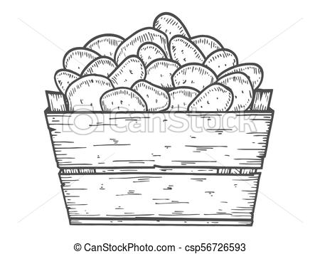 450x357 Potato Vector Illustration. Box Of Potatoes Hand Drawn. Engraved
