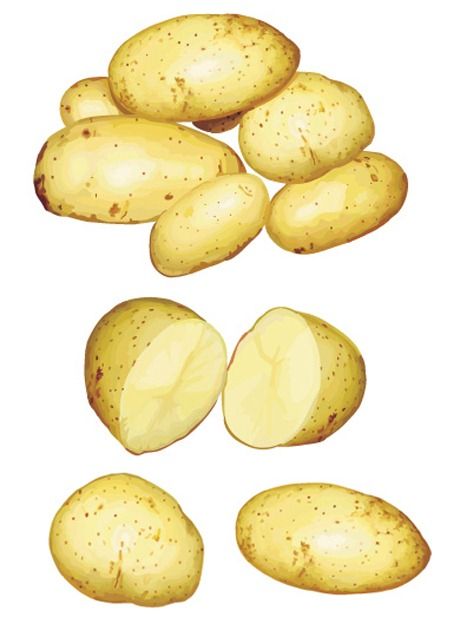 460x624 Potato Vector Material Ovocie