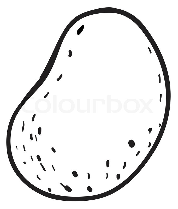 682x800 Sketch Of A Potato Stock Vector Colourbox