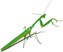 244x200 Praying Mantis (Vector) Stock Vectors