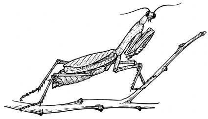 425x244 Praying Mantis Free Vector 4vector