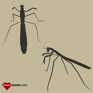 300x300 Praying Mantis Vector