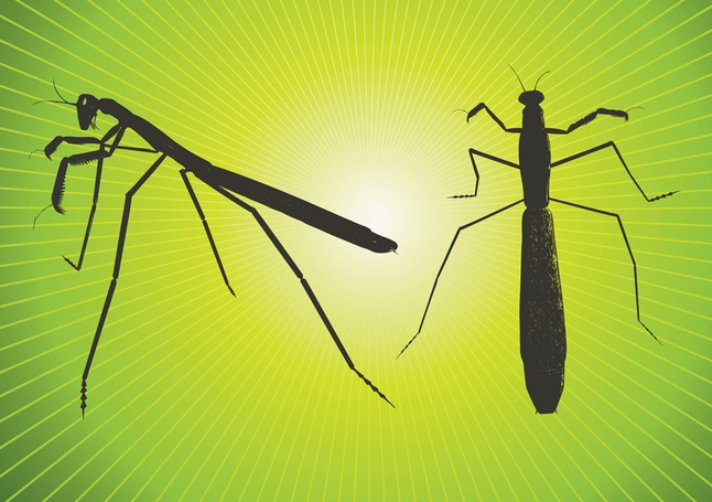 646x455 Praying Mantis Vector Vector Free Download