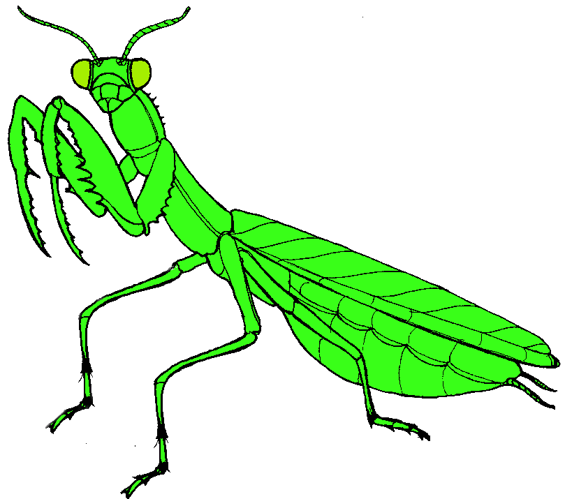 809x715 Praying Mantis Clipart