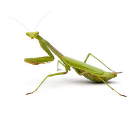 283x240 Praying Mantis Photos, Royalty Free Images, Graphics, Vectors