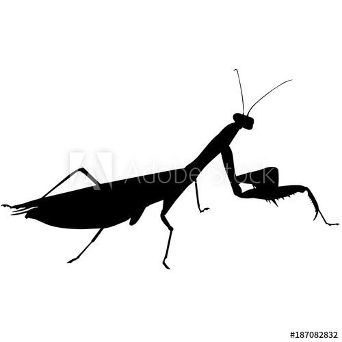 500x500 Praying Mantis Silhouette Vector Graphics