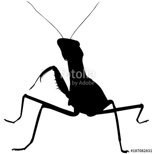 Praying Mantis Vector at GetDrawings | Free download