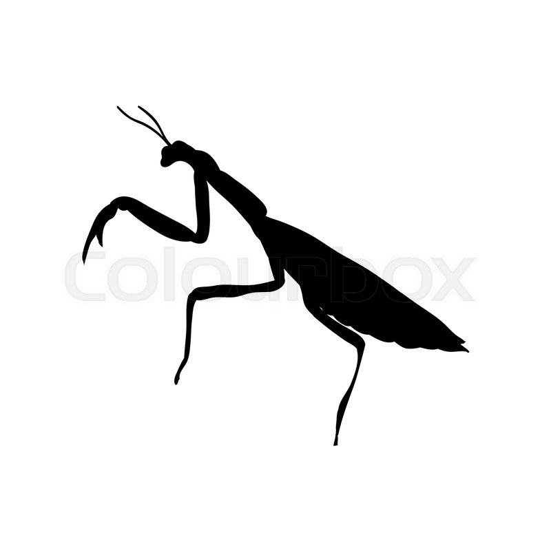 800x800 Praying Mantis Insect Black Silhouette Animal. Vector Illustrator